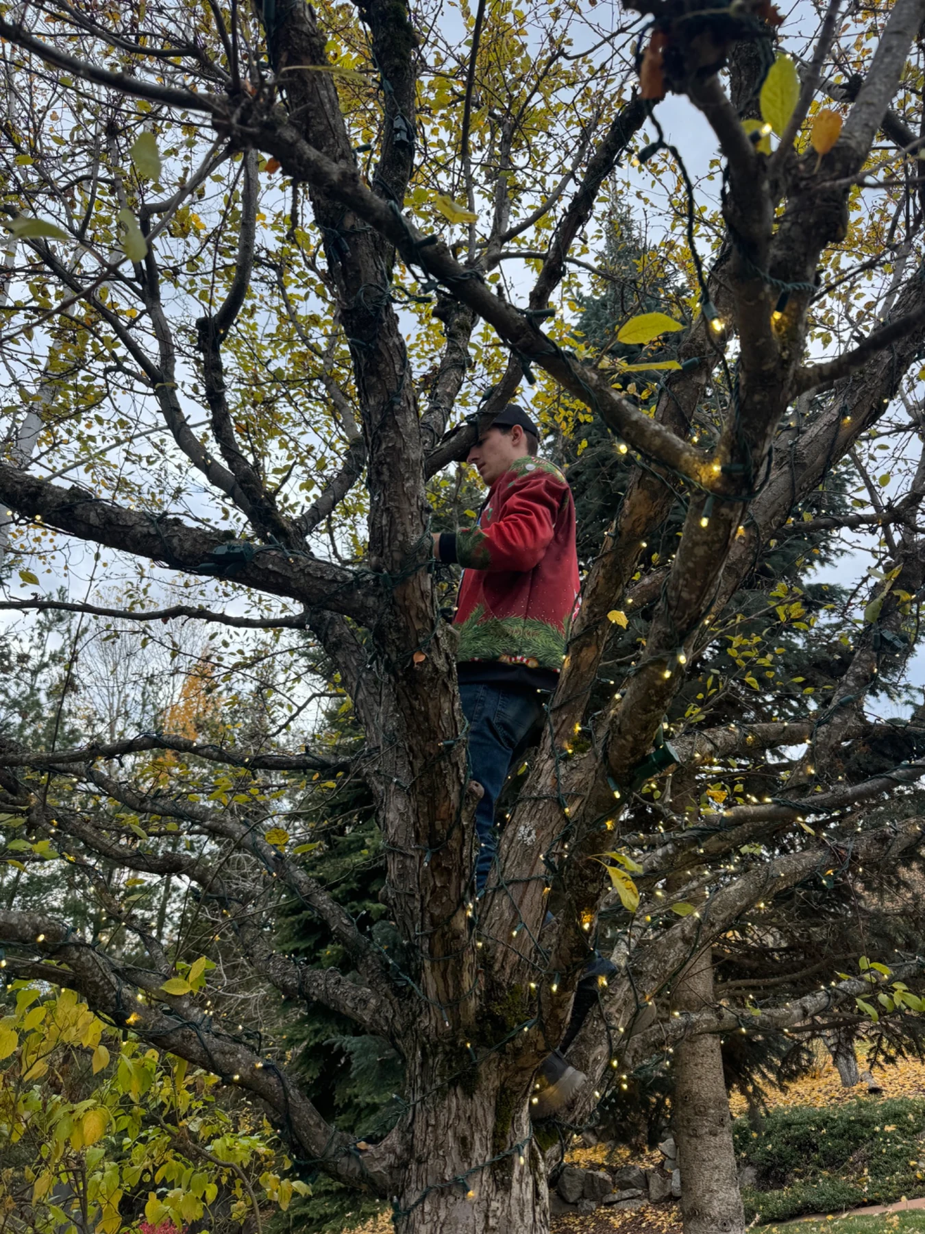 CDA Christmas Lights installation in progress